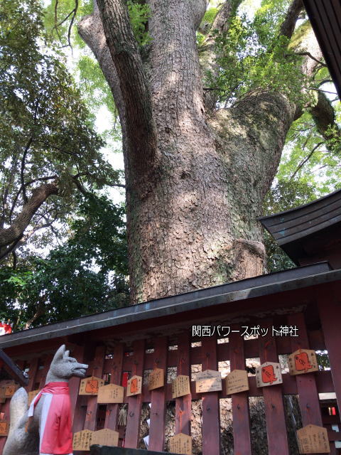 長田神社の末社「楠宮稲荷社」にあるクスノキ