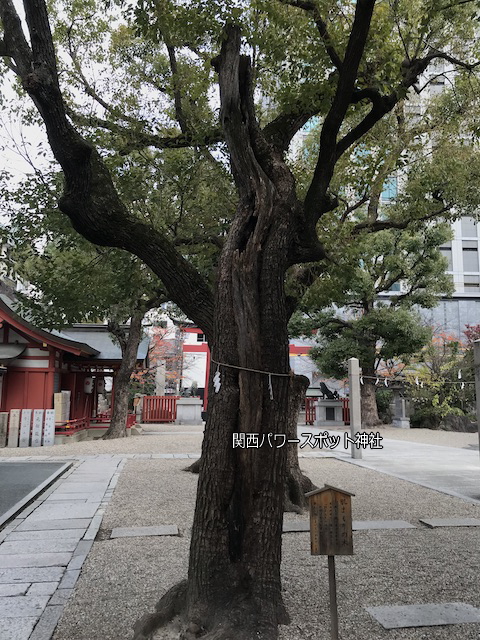 大阪「御霊神社」の御神木「肌まもりの木」