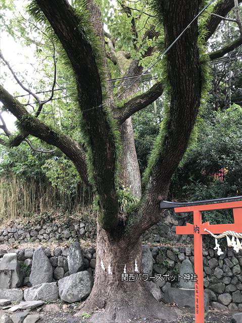 瓢箪山稲荷神社の御神木