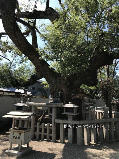 杭全神社の楠