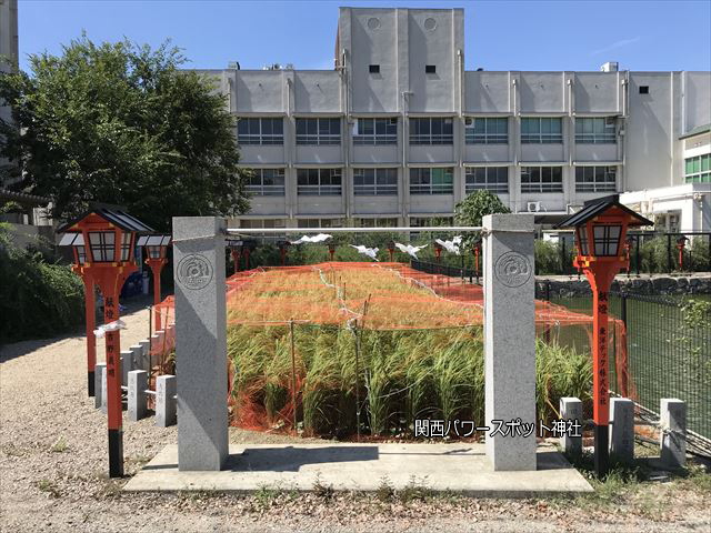 杭全神社前の弁天池横の稲栽培