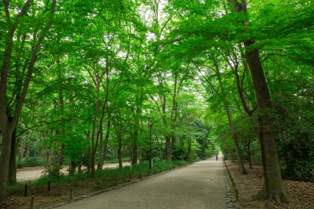 下鴨神社「糺の森」