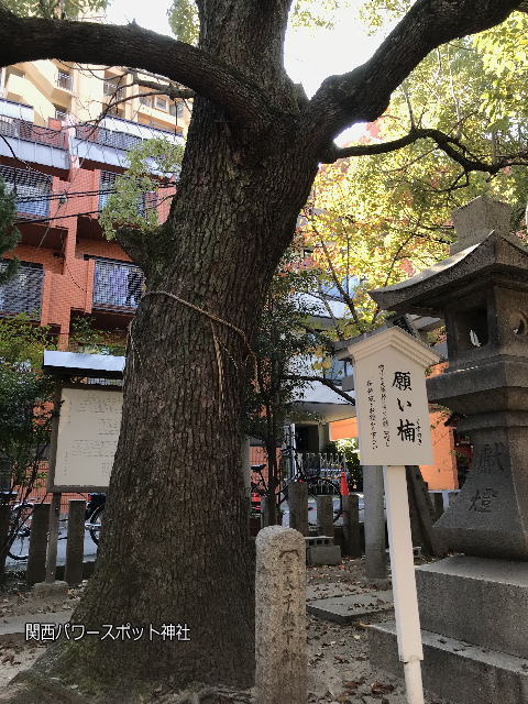 東高津宮の願い楠