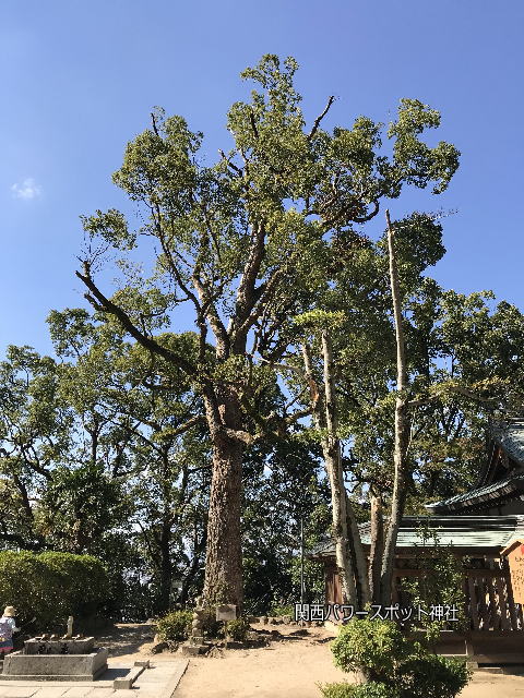 四条畷神社の御神木クスノキ