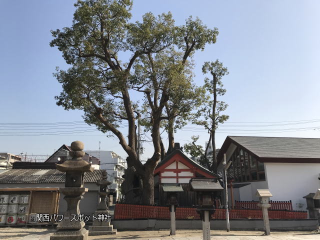 姫嶋神社の末社「楠社」を横から御神木と一緒に撮影。