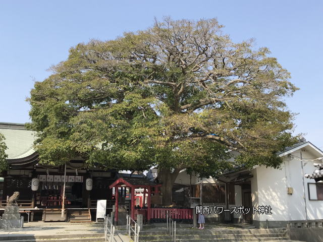 大宮神社境内の「いぼ大神社」と御神木