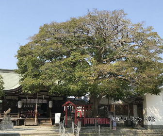 大宮神社境内の「いぼ大神社」と御神木