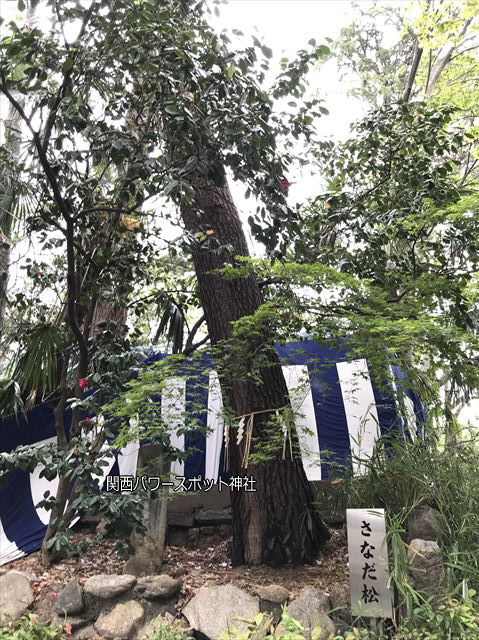 安居神社の「さなだ松」