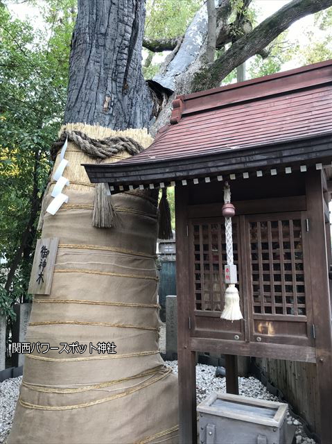 堀越神社境内の御神木