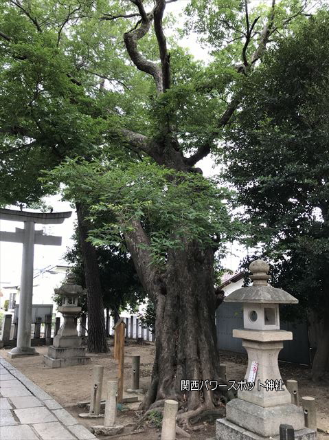 弓弦羽神社の鳥居入ってすぐにある御神木