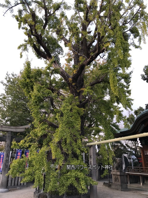 白山神社（大阪市）のいちょうの木