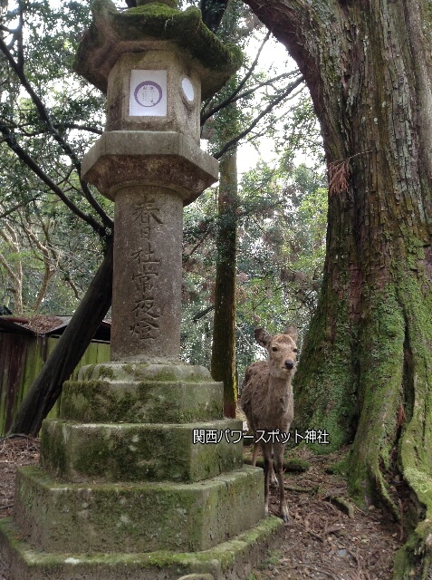 春日大社の参道にいる鹿