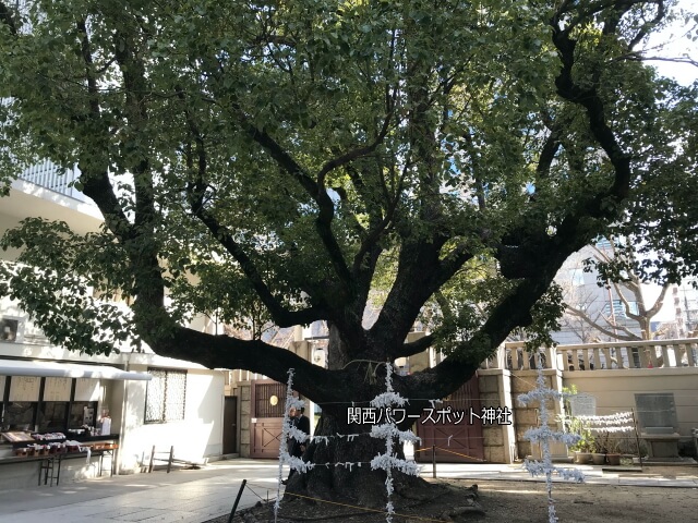 「難波神社」の楠（クスノキ）