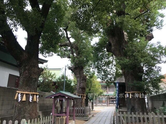 阿倍王子神社境内の御神木