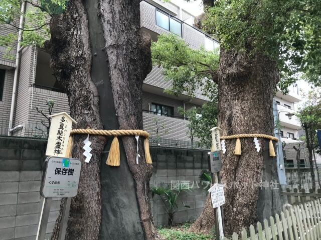 阿倍王子神社境内の御神木