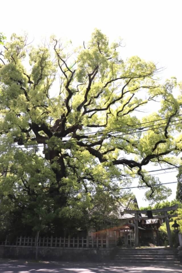 新熊野神社と御神木（大楠）