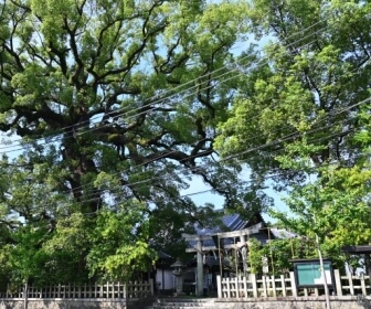 新熊野神社と御神木