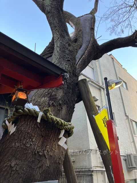 榎木大明神（大阪市中央区安堂寺）御神木