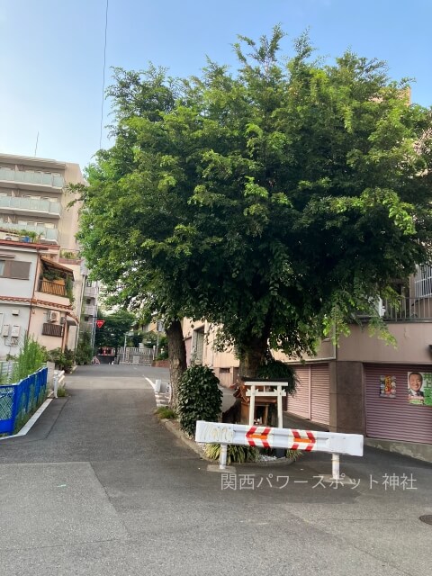 白光大神（玉造）と御神木。その奥に見える玉造稲荷神社