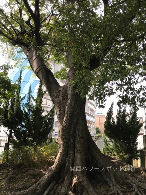 弓削神社（八尾市東弓削）の御神木