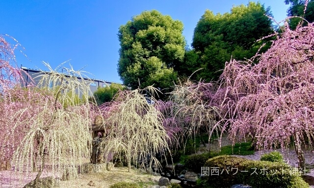 城南宮のしだれ梅