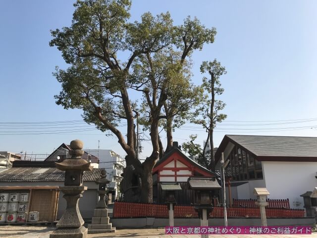 姫嶋神社の末社「楠社」を横から御神木と一緒に撮影。
