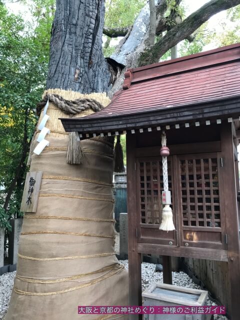堀越神社境内の御神木