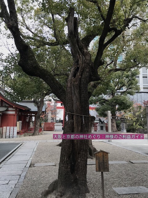 大阪「御霊神社」の御神木「肌まもりの木」