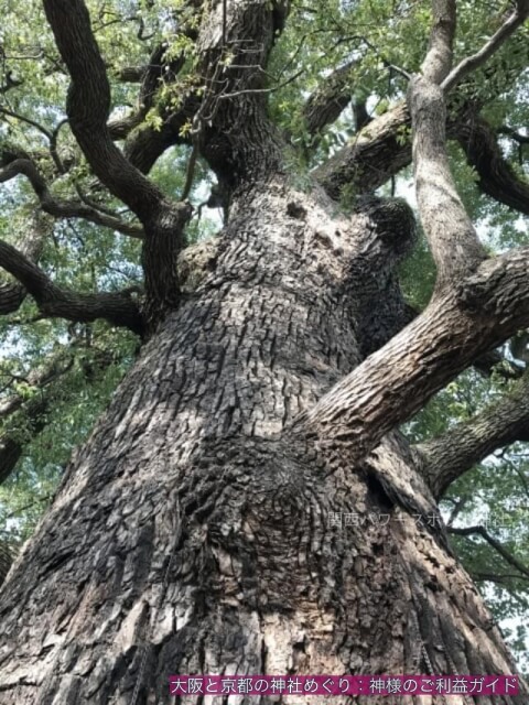 新熊野神社の大楠