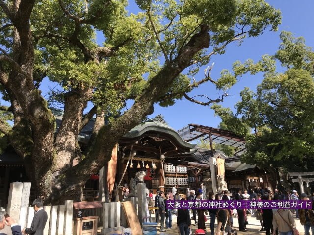 「石切劔箭神社」本殿とご神木