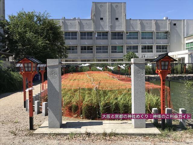杭全神社前の弁天池横の稲栽培(福の種)