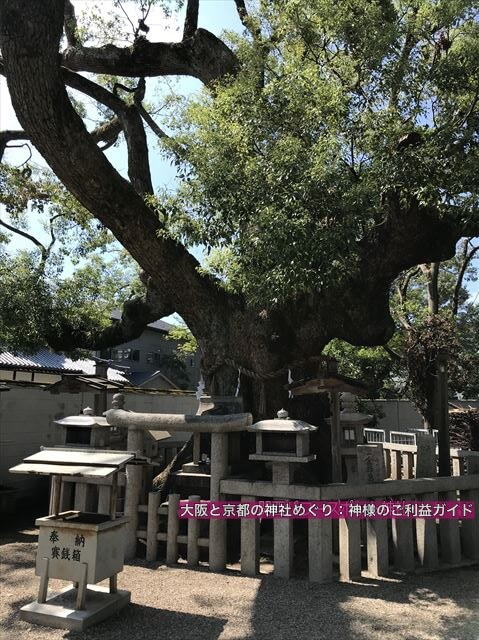 杭全神社の楠・御神木(パワースポット)