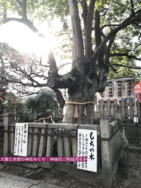 「満足稲荷神社」境内の御神木・もちの木