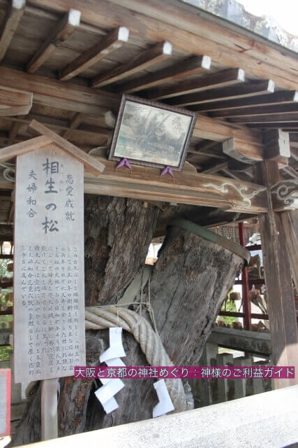 松尾大社「相生の松」