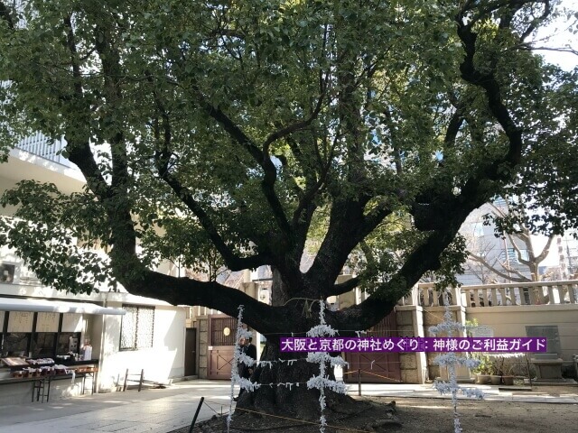 「難波神社」の楠(クスノキ)御神木