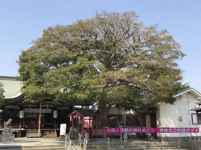 大宮神社境内の「いぼ大神社」と御神木