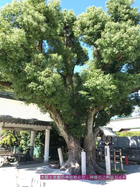 大鳥大社の御神木(くすのき)