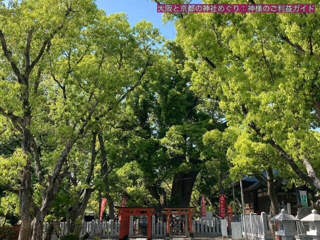 信太森葛葉稲荷神社「千枝の楠」
