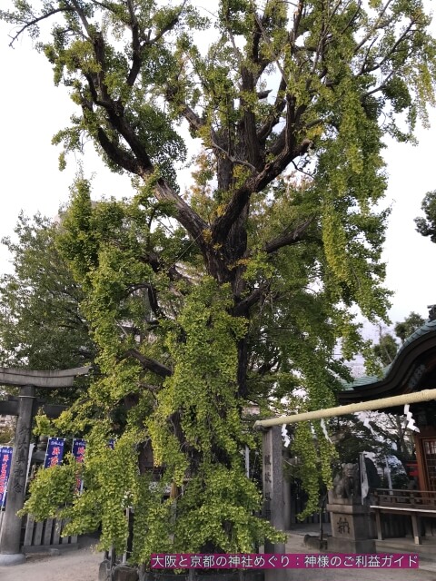 白山神社(大阪市)のいちょうの木